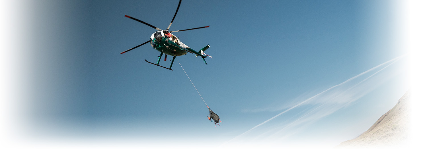 Helicopter transporting a live bighorn for research